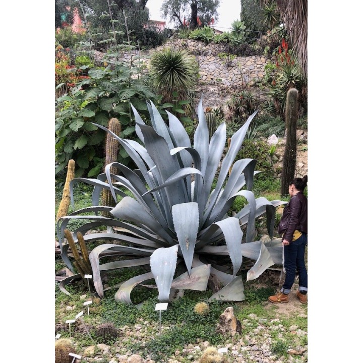 Agave franzosinii jardin botanique Hanbury