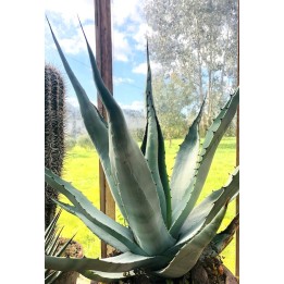 Agave chrysantha