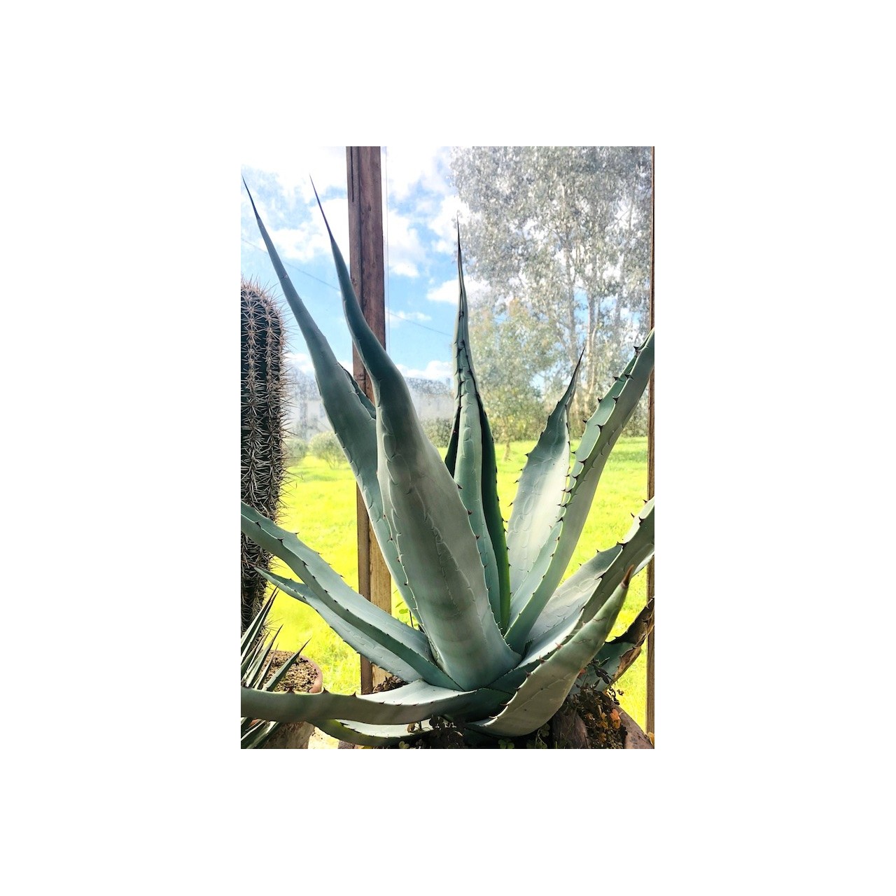 Agave chrysantha