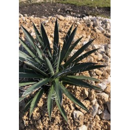 Agave parviflora ssp. densiflora