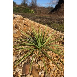 Agave stricta jardin de gravier