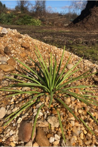 Agave stricta jardin de gravier