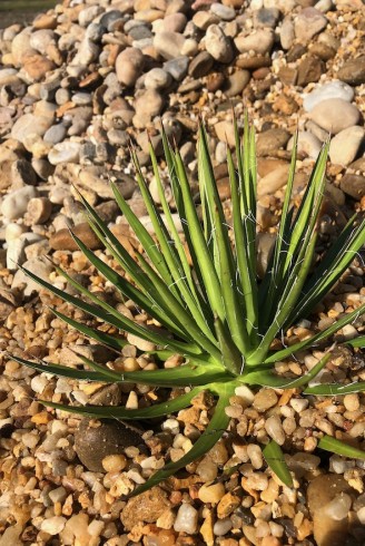 Agave filifera schidigera White Stripe jardin de gravier