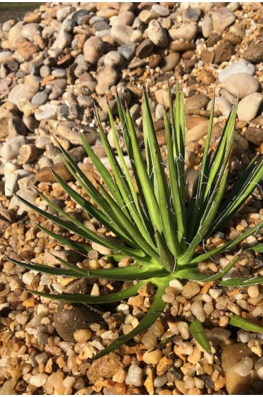 Agave filifera schidigera White Stripe jardin de gravier