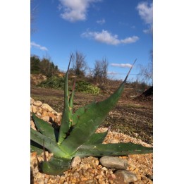 Agave salmiana subsp. crassispina