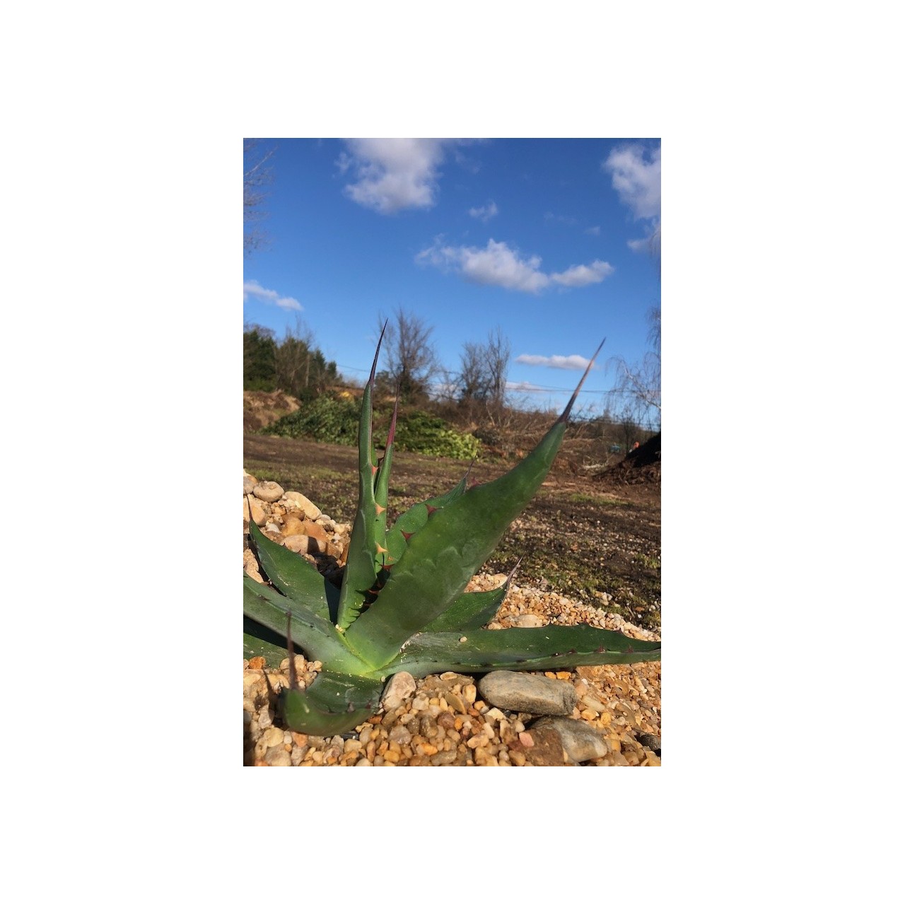 Agave salmiana subsp. crassispina
