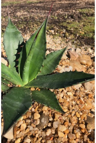 Agave salmiana subsp. Salmiana jardin sec