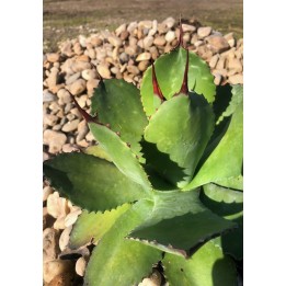 Agave congesta jardin de gravier