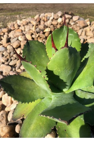 Agave congesta jardin de gravier