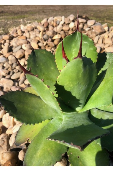 Agave congesta jardin de gravier