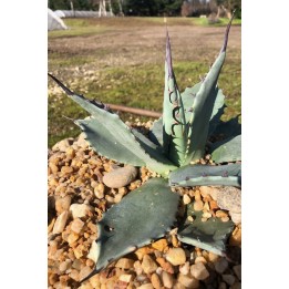 Agave applanata jardin sec