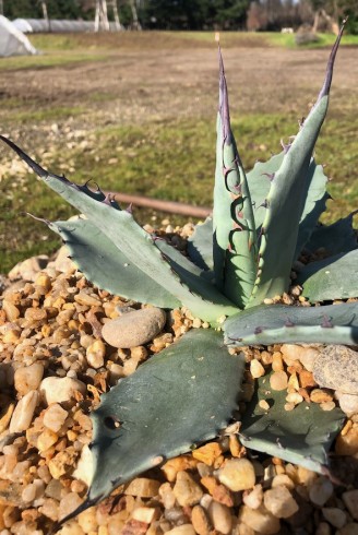 Agave applanata jardin sec