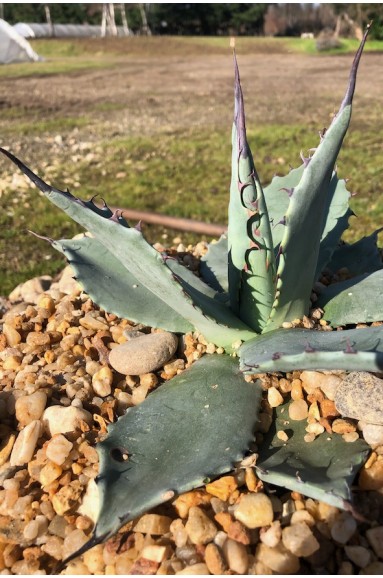 Agave applanata jardin sec