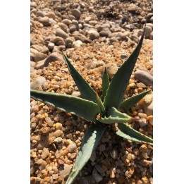 Agave deserti var.deserti