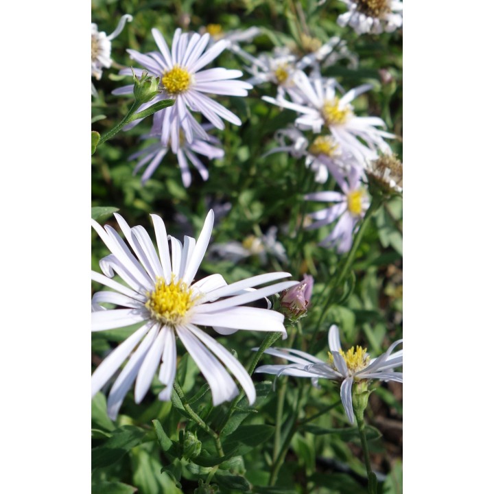 Vendangeuse - Aster (Symphyotrichum) n.b 'Peter Harrisson'