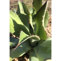 Agave cupreata