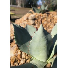 Agave shawii ssp. goldmaniana