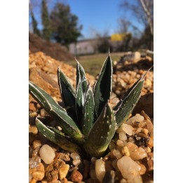 Agave pintilla