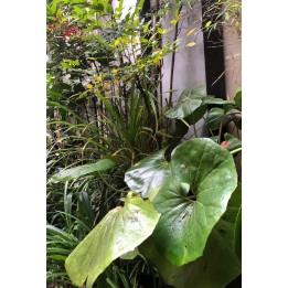 Farfugium japonicum 'Giganteum'