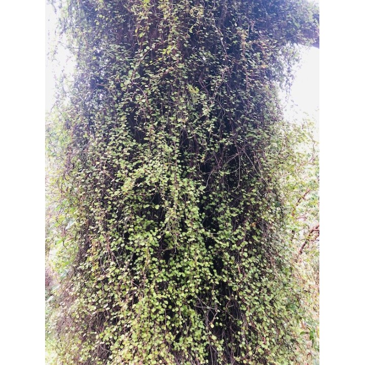 Muehlenbeckia complexa