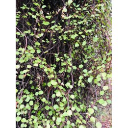 Muehlenbeckia complexia feuillage persistant d'ombre