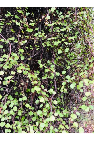 Muehlenbeckia complexia feuillage persistant d'ombre