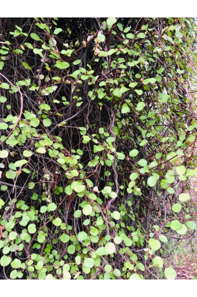 Muehlenbeckia complexia feuillage persistant d'ombre