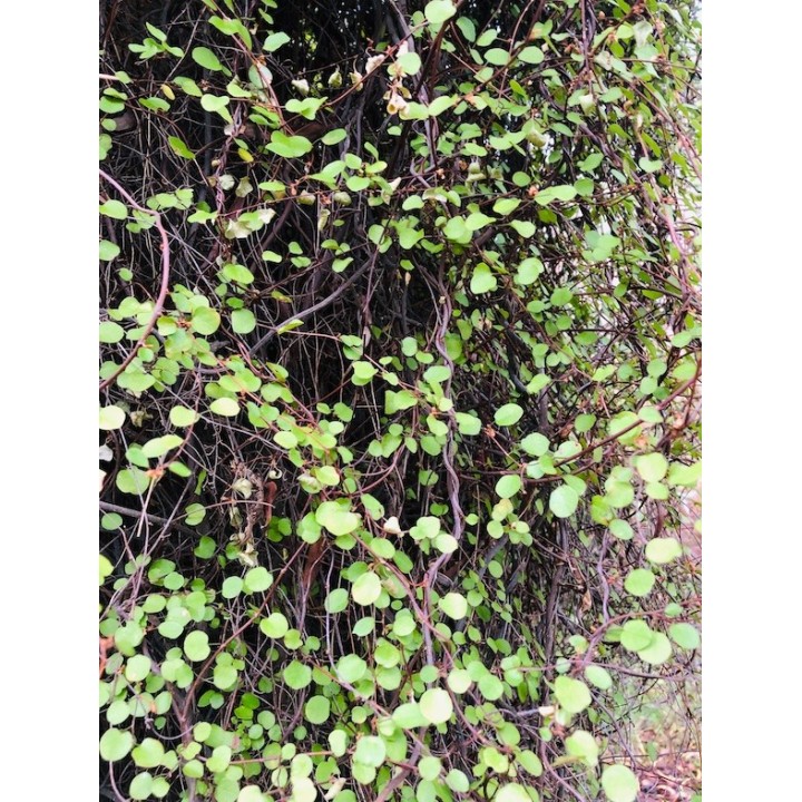 Muehlenbeckia complexia feuillage persistant d'ombre