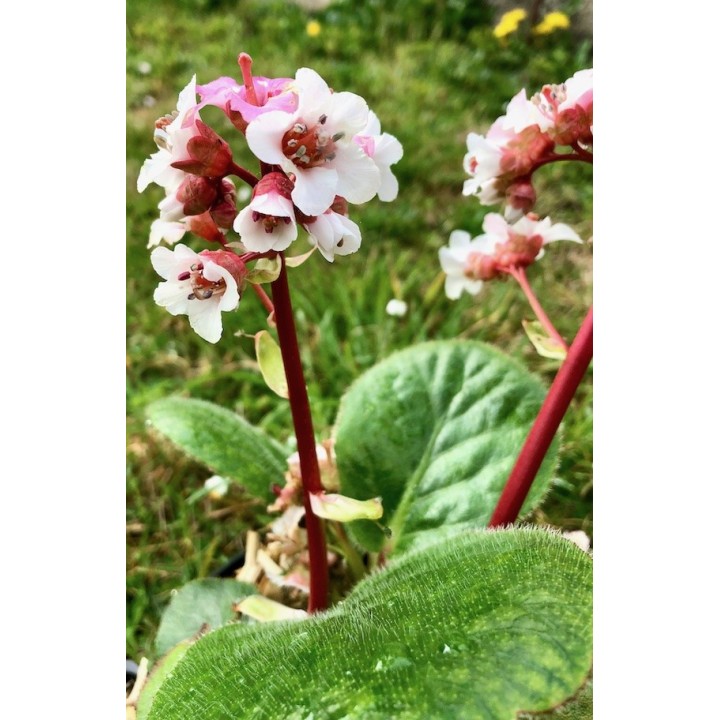 Bergenia ciliata