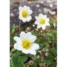 Dryas octopetala plante