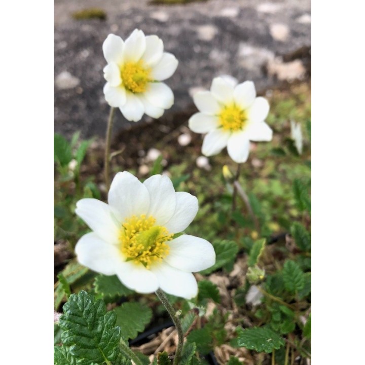 Dryas octopetala plante