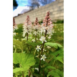 Tiarelle - Tiarella wherryi