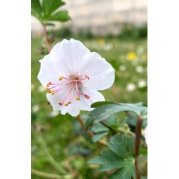 Bec de Grue - Geranium x cantabrigiense 'Harz'