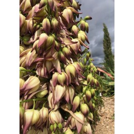 Hesperoyucca whipplei fleur