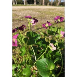 Violette pourpre - Viola sororia 'Rubra'