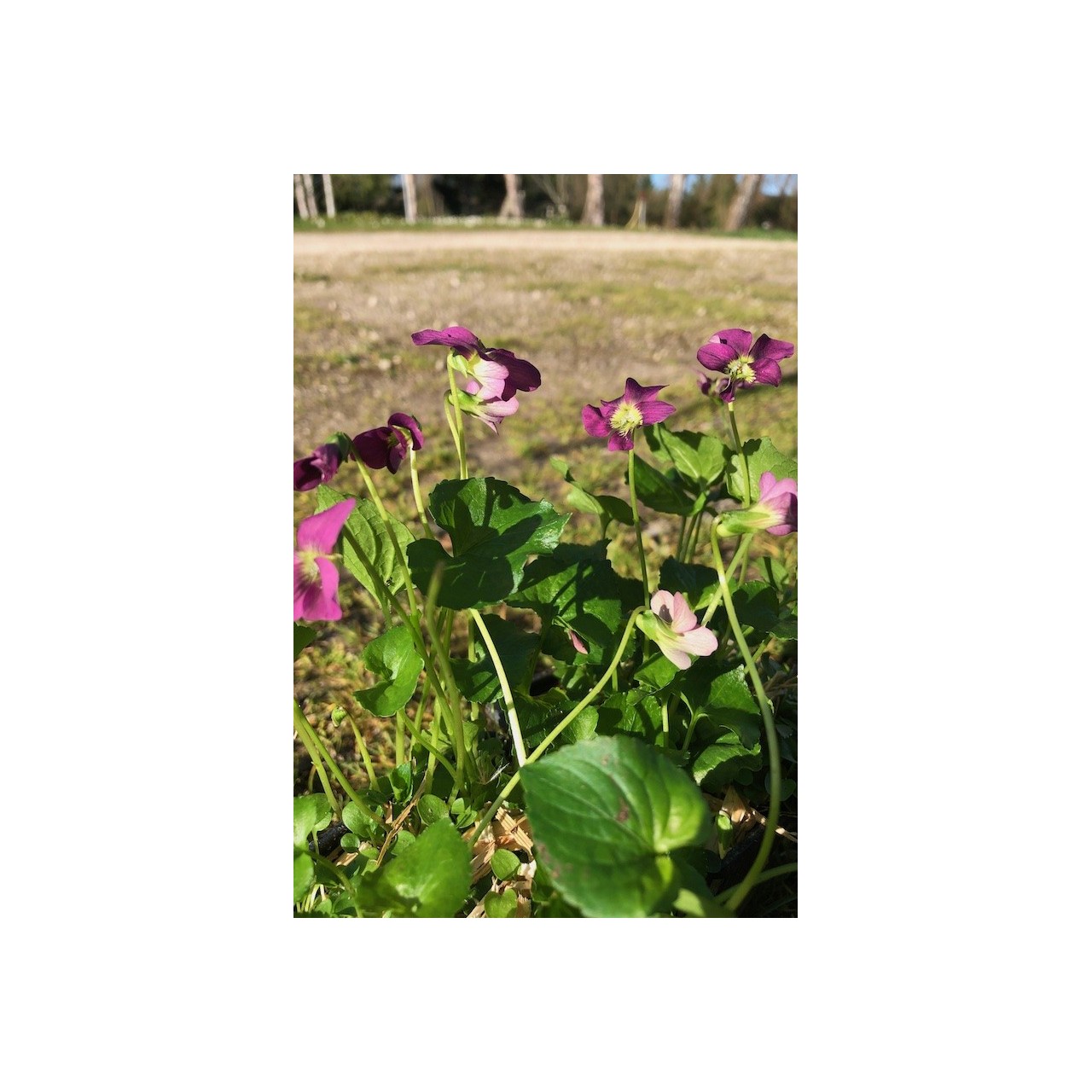 Violette pourpre - Viola sororia 'Rubra'