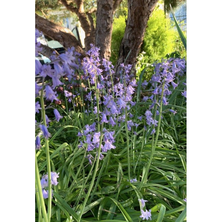 Jacinthe des bois - Hyacinthoides non-scripta