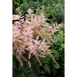 Astilbe 'Sprite'