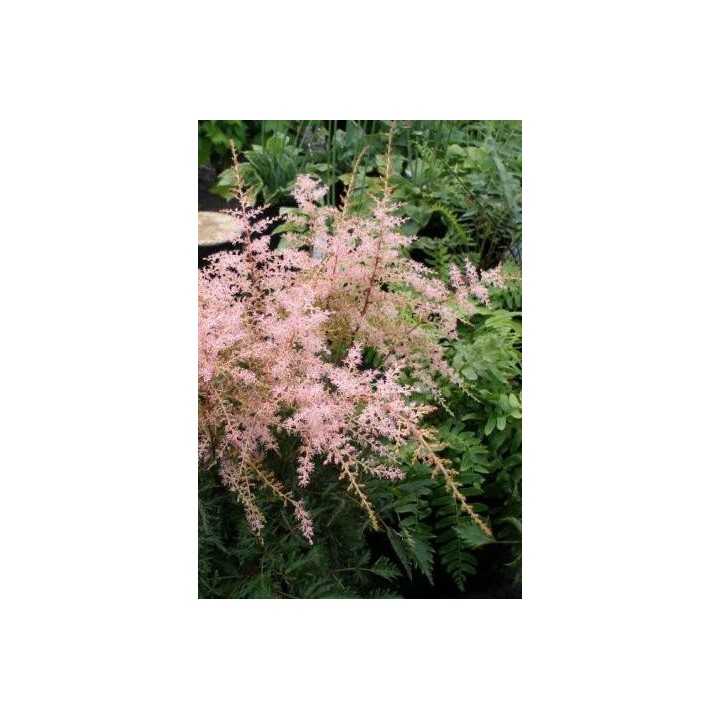 Astilbe 'Sprite'