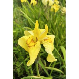 Iris des marais - Iris pseudacorus 'Roy Davidson'