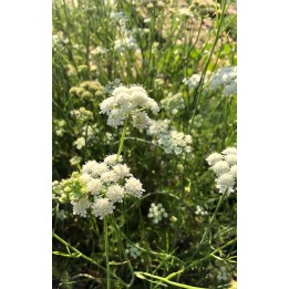 Bunium bulbocastanum fleur