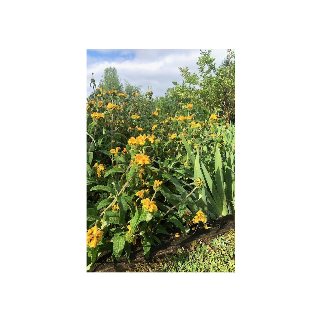 Sauge de Jerusalem à longues feuilles - Phlomis longifolia var. bailanica