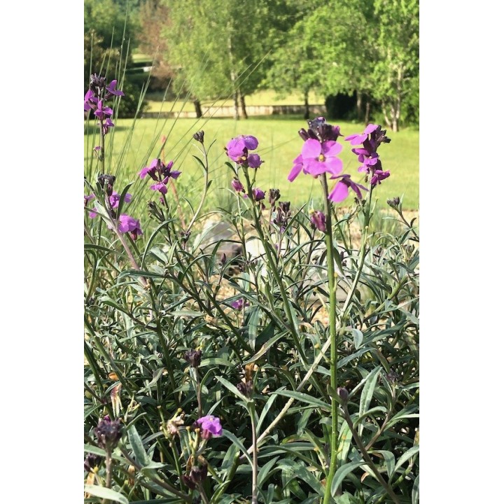 Giroflée à fleurs mauves