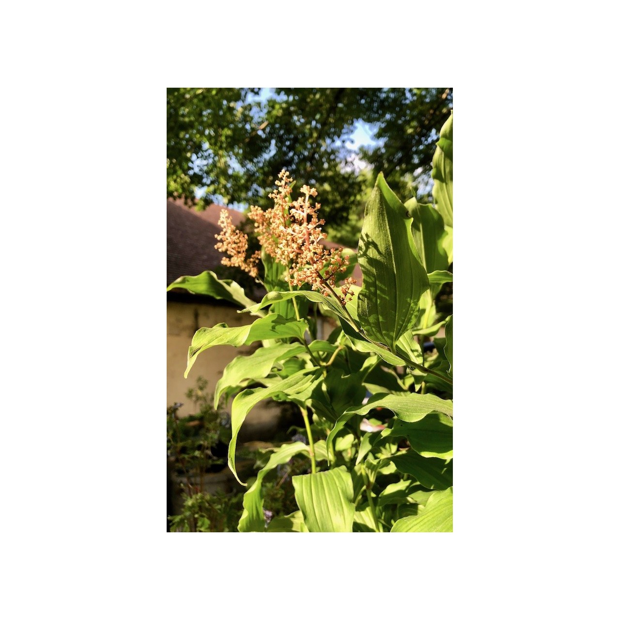 Maianthemum racemosum