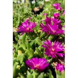 Ficoide rose