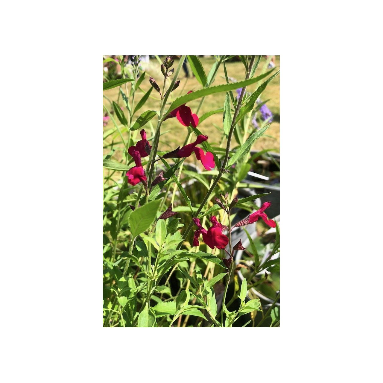 Sauge arbustive fleur rose fuchsia