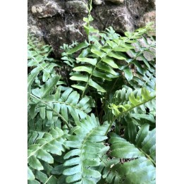 Polystichum acrostichoides plante