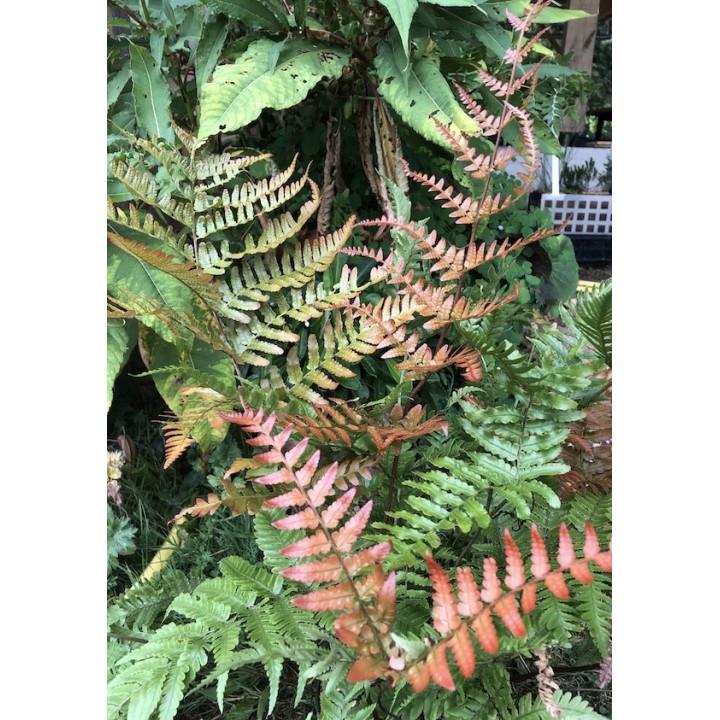 Dryopteris erythrosora
