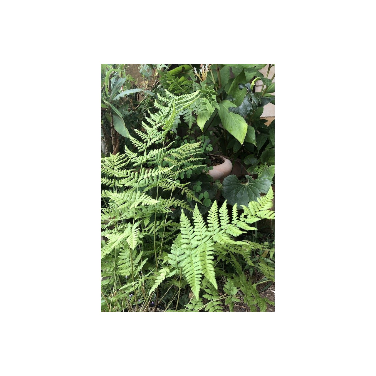 Dryopteris carthusiana