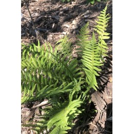 Fougère mâle - Dryopteris affinis